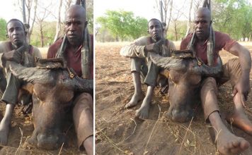 Poachers allegedly caught with Buffalo head in Yankari game reserve