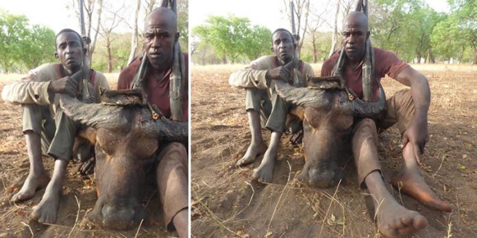 Poachers allegedly caught with Buffalo head in Yankari game reserve
