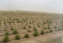 tree planting in inner Mongolia