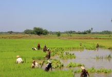 rice field