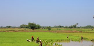 rice field