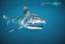 Appetite for fin soup may soon drive sharks into extinction – Conservationists Appetite for fin soup driving sharks to extinction