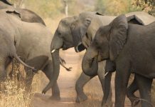 WCS celebrates four years of zero elephant poaching in Yankari WCS celebrates 4 years of zero elephant poaching in Yankari