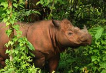 Sumatran rhino now extinct in Malaysia Sumatran rhino now extinct in Malaysia