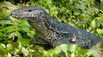 Man jailed for trafficking monitor lizards Man jailed for trafficking monitor lizards