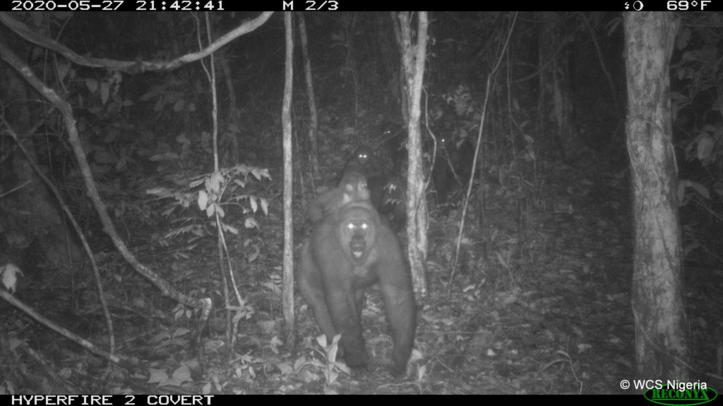 Ph02. Photo © WCS Nigeria_Cross River gorilla group including adults and young of different ages Mbe Mountains, Nigeria May 2020.