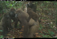 Ph04. Photo © WCS Nigeria Cross River gorilla group including adults and young of different ages Mbe Mountains, Nigeria June 2020.