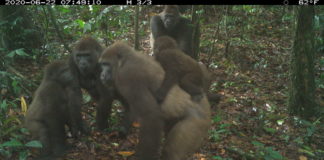 Ph04. Photo © WCS Nigeria Cross River gorilla group including adults and young of different ages Mbe Mountains, Nigeria June 2020.