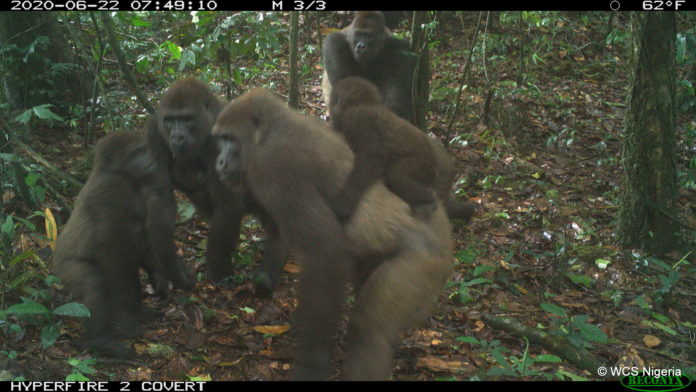 Ph04. Photo © WCS Nigeria Cross River gorilla group including adults and young of different ages Mbe Mountains, Nigeria June 2020.