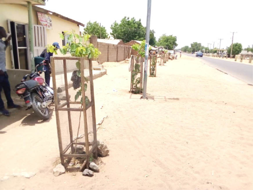 Trees were planted along major streets in Gombe metropolis 3G