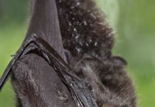 bats may have carried coronavirus for decades
