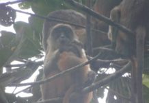he Niger Delta Red Colobus Monkey, photo taken within the new community conservation area