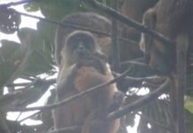 How a Bayelsa community is working with conservation experts to save the Niger Delta red colobus monkey How a Bayelsa community is working with conservation experts to save the Niger Delta red colobus monkey