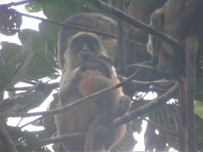 he Niger Delta Red Colobus Monkey, photo taken within the new community conservation area