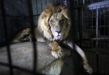 a lion in a cage