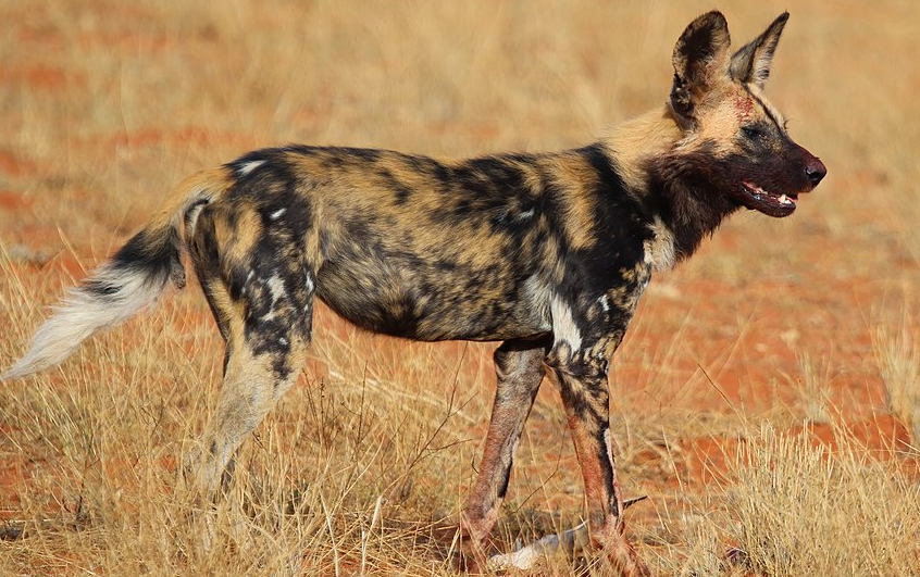 African Wild Dog