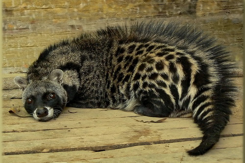 African Civet Cat