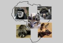 Five Species Found only in Africa by Conservationsng.com