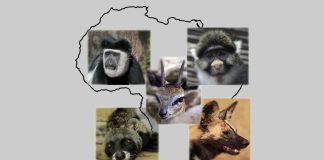 Five Species Found only in Africa by Conservationsng.com