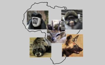 Five Species Found only in Africa Five Species Found only in Africa by Conservationsng.com