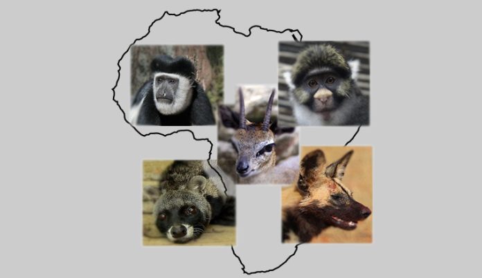 Five Species Found only in Africa by Conservationsng.com