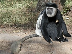 Mantled Guereza