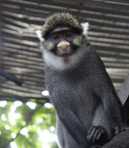 Sclater's Guenon