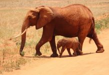 Wildlife-Elephants