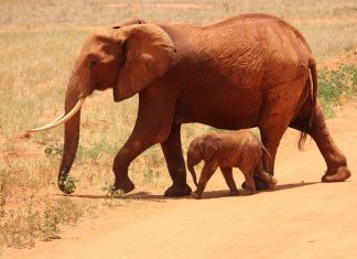 Wildlife-Elephants