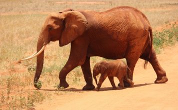 Wildlife-Elephants