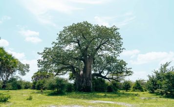 Baobab tree