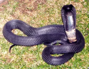 black neck spitting viper