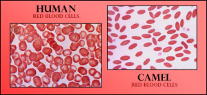 camel-vs-human-blood=cell