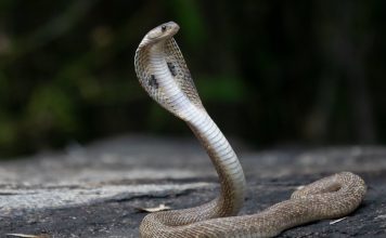 King Cobra