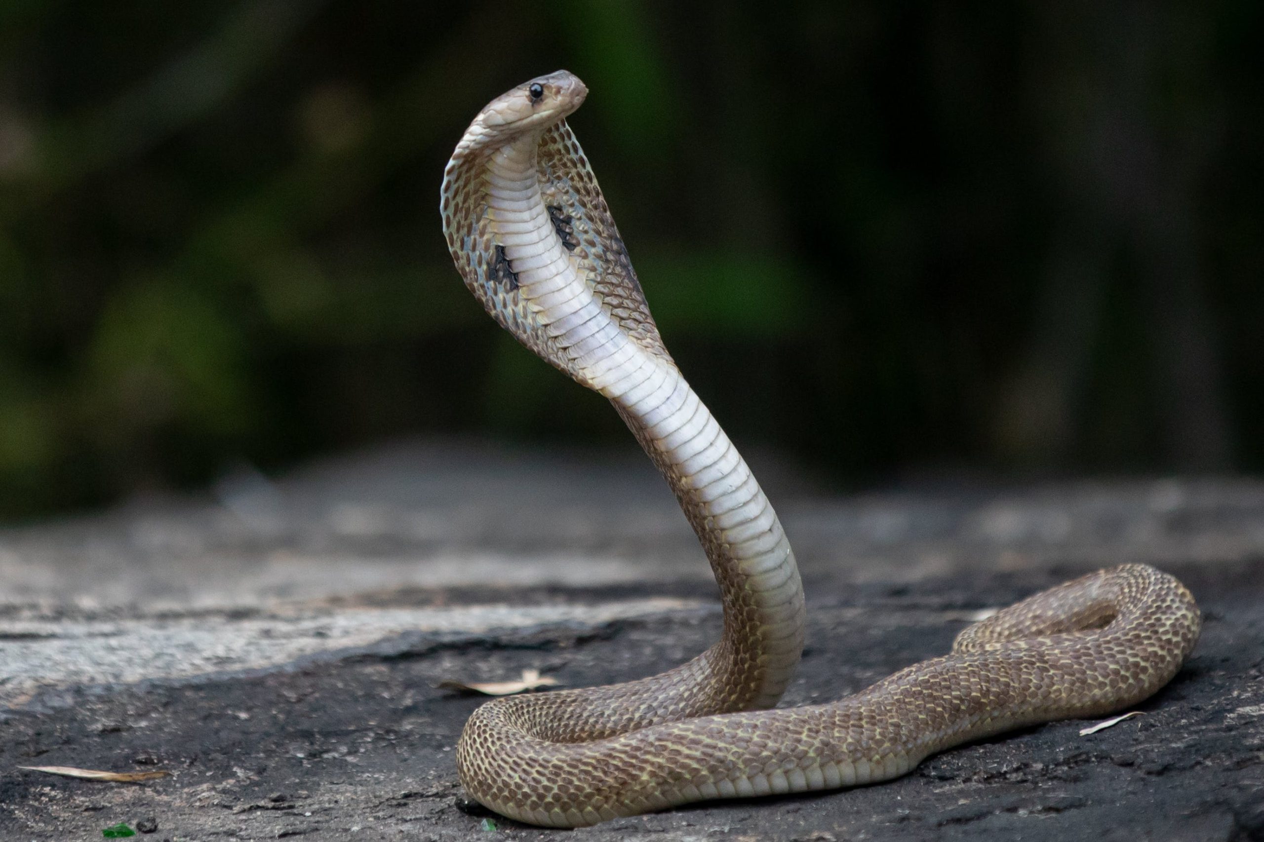 November's Featured Animal: The King Cobra