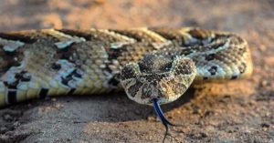 Puff Adder