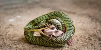 snake-eating-prey