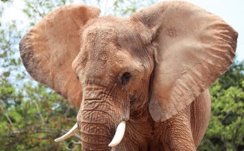 The Elephant’s Ear And Temperature Regulation elephant-ears.