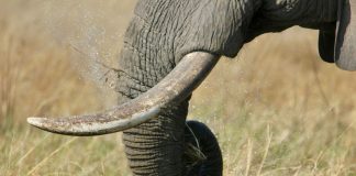 elephant-tusks