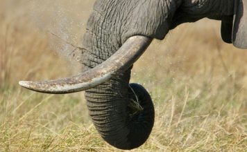 elephant-tusks