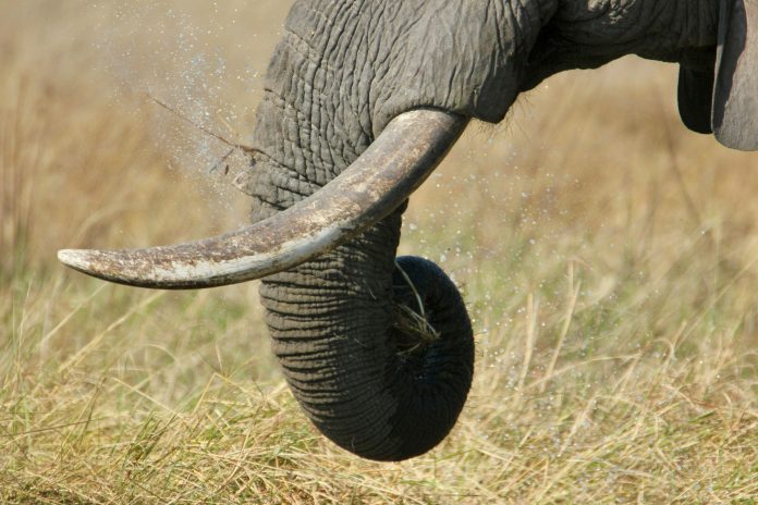 elephant-tusks