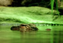 Differences Between Alligators and Crocodiles- cover photo