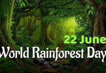 World rainforest day