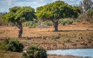 Kruger National Park