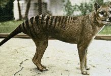 tasmanian tiger National Threatened Species Day