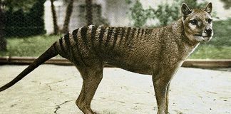 tasmanian tiger National Threatened Species Day