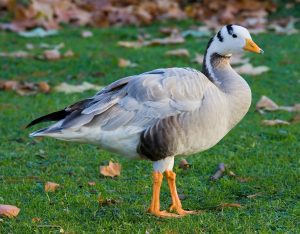 Bar-headed goose: a record 30,000-foot flyer