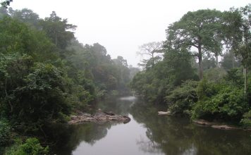 Oluwa Forest