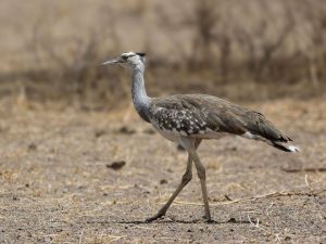 Arabian bustard