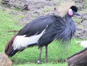 Black crowned crane